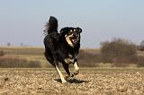 DOGUE DU TIBET 217